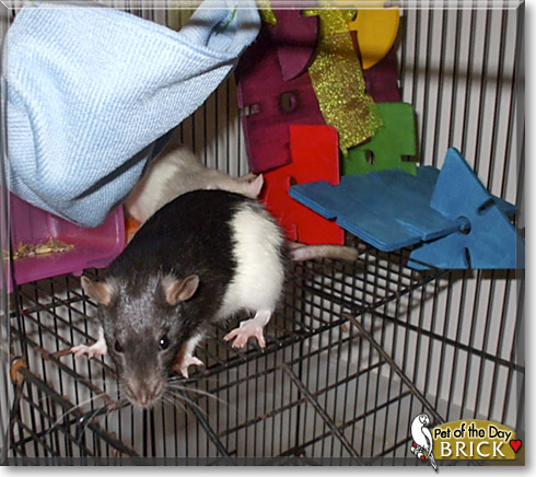 Brick, the Pet of the Day