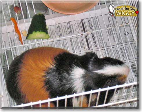 Wiggy, the Pet of the Day Wiggy, the Pet of the Day