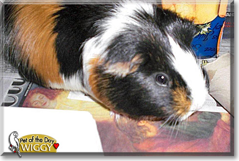 Wiggy, the Pet of the Day