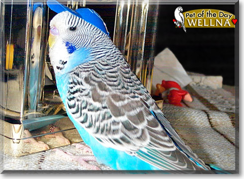 Wellna, the Pet of the Day