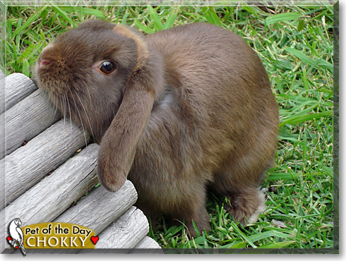 Chokky, the Pet of the Day