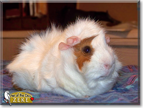 Zeke, the Pet of the Day Zeke, the Pet of the Day