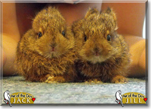 Jack and Jill, the Pet of the Day
