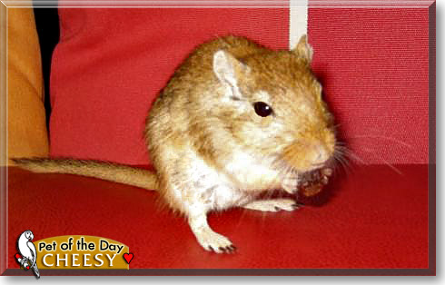 Cheesy, the Pet of the Day Cheesy, the Pet of the Day