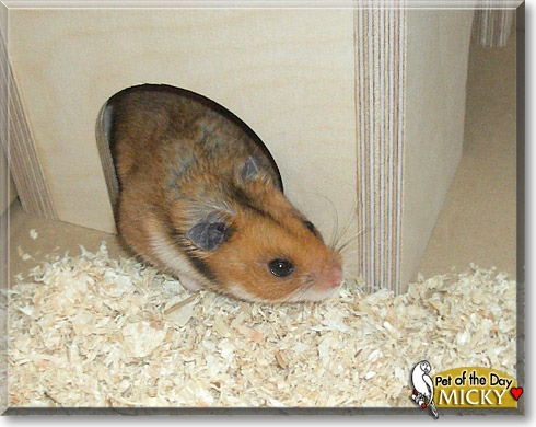 Micky, the Pet of the Day