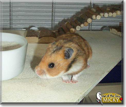 Micky, the Pet of the Day Micky, the Pet of the Day