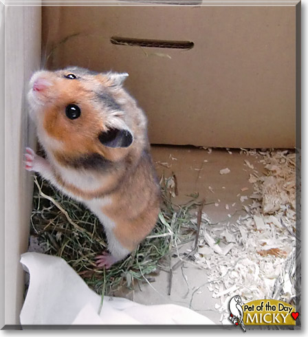 Micky, the Pet of the Day Micky, the Pet of the Day