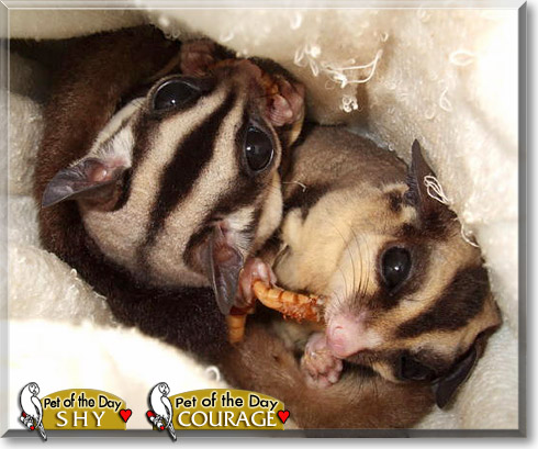 Shy and Courage, the Pet of the Day Shy and Courage, the Pet of the Day