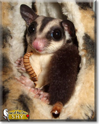 Shy, the Pet of the Day Shy, the Pet of the Day
