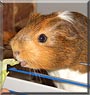 Puschi the Guinea Pig