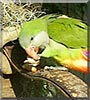 Sinbad the Quaker Parrot