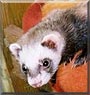 Dasha the Ferret