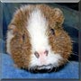 Dot the Teddy Guinea Pig