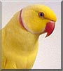 Louie the Indian Ringneck Parakeet