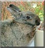 Mifi the Rabbit