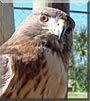 Isis the Red tailed Hawk