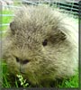 Jani the Guinea Pig