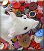 Button the Fancy Rat