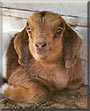 Dixie the Nubian Goat