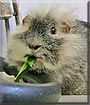 Oscar the Guinea Pig