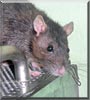 Nosey the Rat