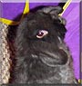 Dennis Hopper the Lop Rabbit