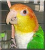 Pico the White Bellied Caique