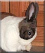 Buttercup the Dutch Rabbit
