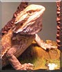 Lizzie the Bearded Dragon