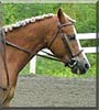 Teddy the Welsh Pony