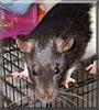 Brick the Fancy Rat
