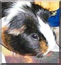 Wiggy the Abyssinian Guinea Pig