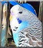 Wellna the Budgie