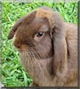 Chokky the Mini Lop Rabbit
