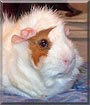 Zeke the Guinea Pig