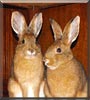 Jack and Jill the Snowshoe Hares