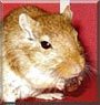 Cheesy the Gerbil
