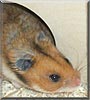 Micky the Hamster