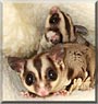 Shy and Courage the Sugar Gliders