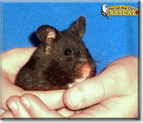 Rascal, the Pet of the Day Rascal, the Pet of the Day