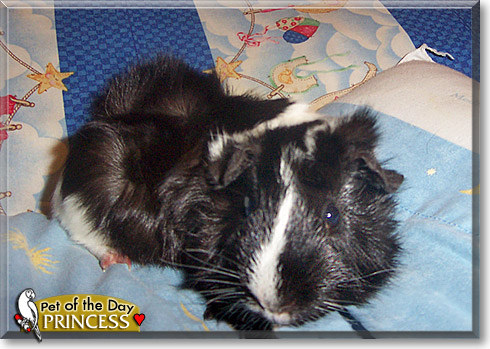 Princess, the Pet of the Day