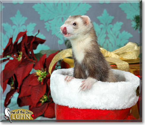 Lupin, the Pet of the Day Lupin, the Pet of the Day