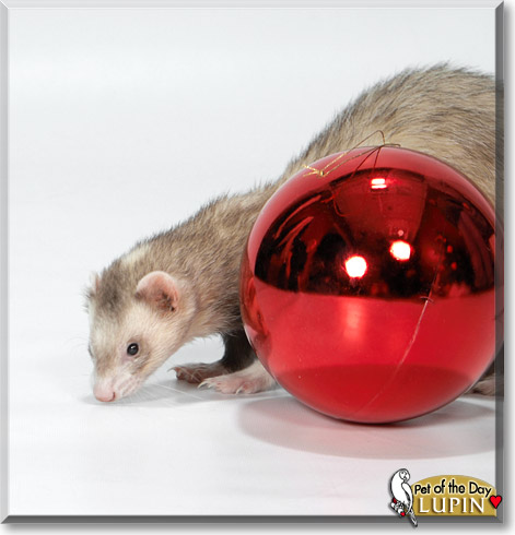 Lupin, the Pet of the Day Lupin, the Pet of the Day