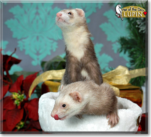 Lupin, the Pet of the Day Lupin, the Pet of the Day