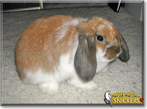 Snickers, the Pet of the Day