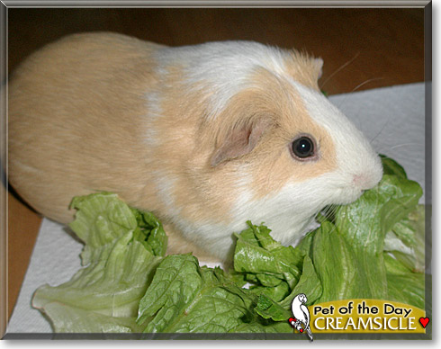 Creamsicle, the Pet of the Day Creamsicle, the Pet of the Day