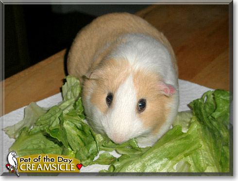 Creamsicle, the Pet of the Day Creamsicle, the Pet of the Day