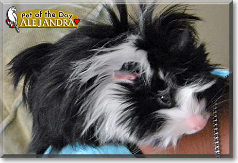Alejandra, the Pet of the Day Alejandra, the Pet of the Day