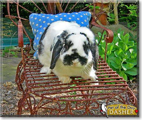Dasher, the Pet of the Day Dasher, the Pet of the Day