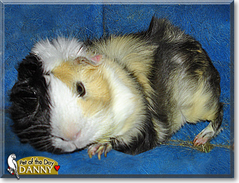 Danny, the Pet of the Day Danny, the Pet of the Day